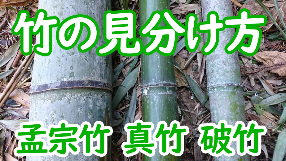 孟宗竹・真竹・破竹の見分け方（たけのこ含む） 放置竹林と戦う漢のブログ